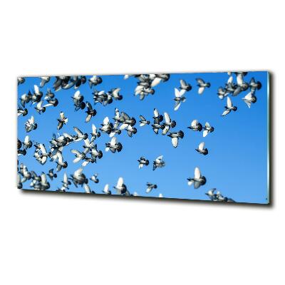 Foto-obraz fotografie na skle Stádo holubů