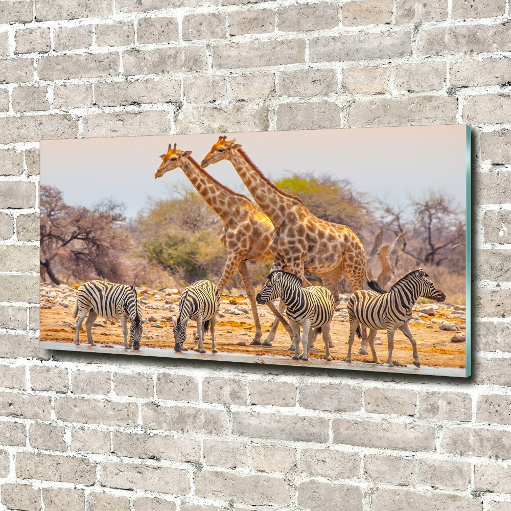 Foto-obraz na skle Žirava a zebry