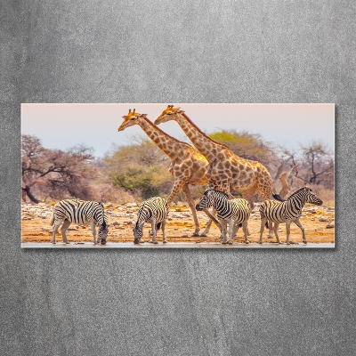 Foto-obraz na skle Žirava a zebry