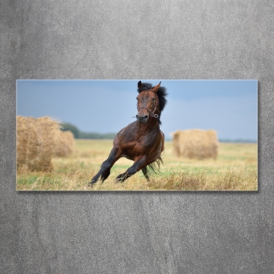 Foto-obrah sklo tvrzené Kůň ve cvalu