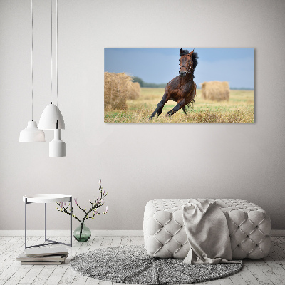 Foto-obrah sklo tvrzené Kůň ve cvalu