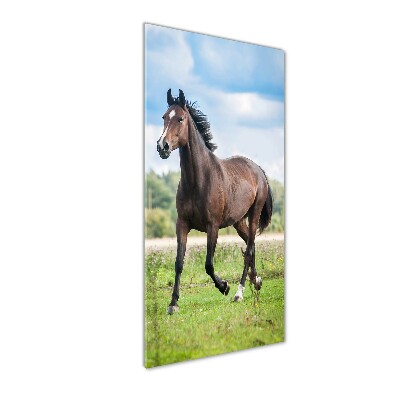 Vertikální Vertikální Foto obraz sklo tvrzené Kůň na poli