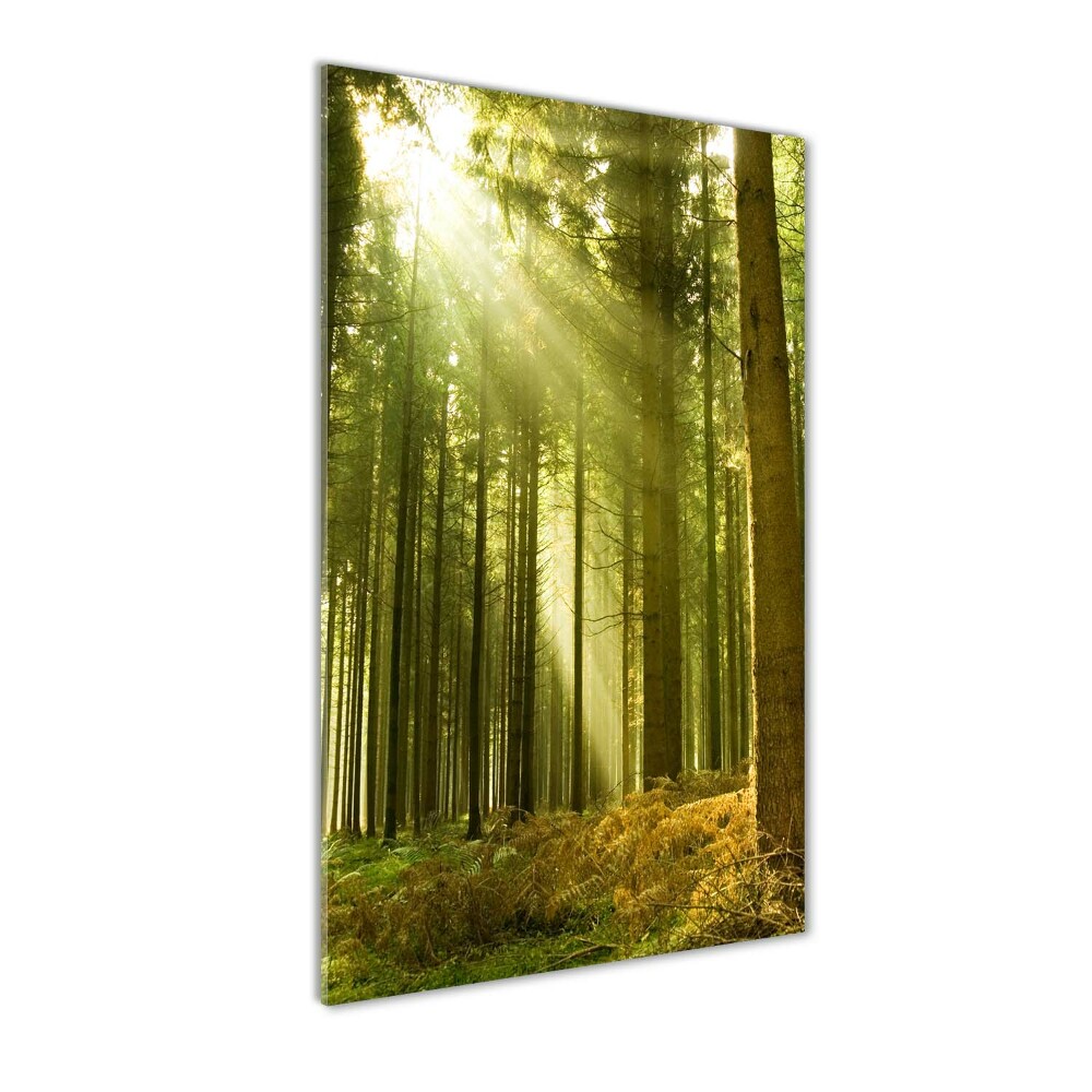 Vertikální Foto obraz fotografie na skle Slunce v lese