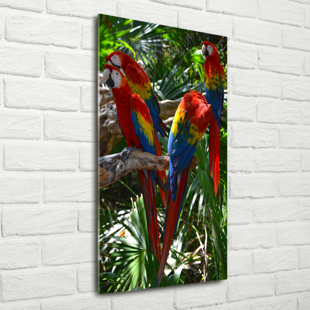Vertikální Foto obraz sklo tvrzené Papoušci Ara