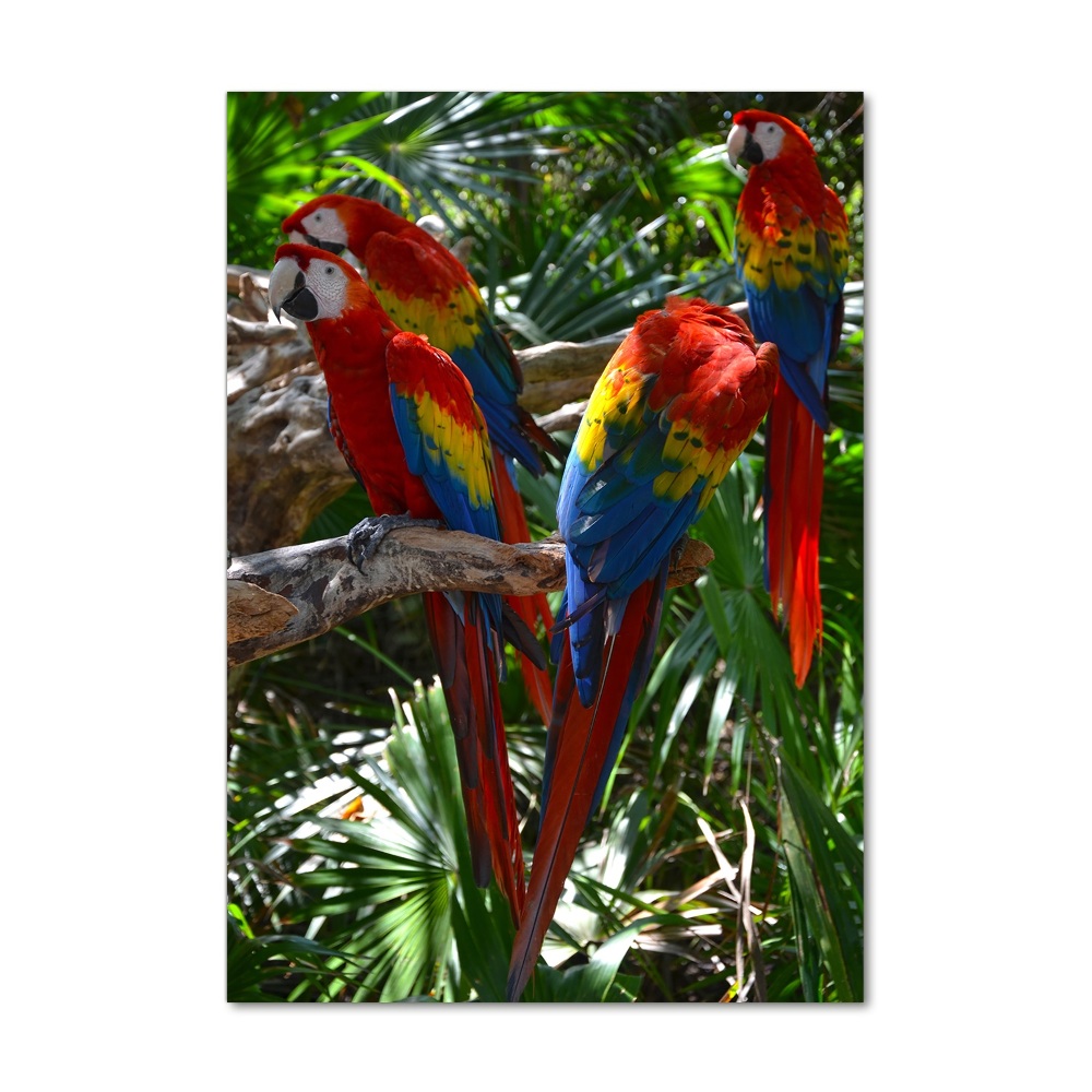 Vertikální Foto obraz sklo tvrzené Papoušci Ara
