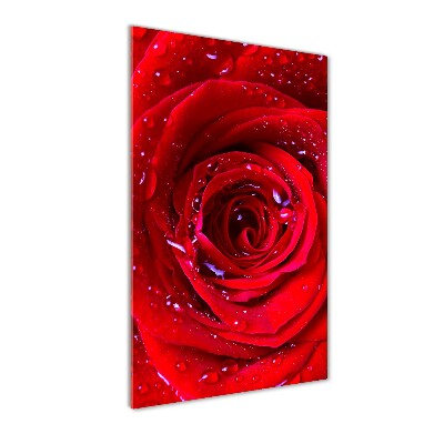 Vertikální Foto obraz sklo tvrzené Červená růže