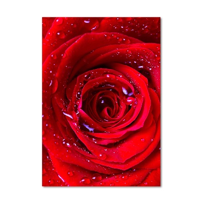 Vertikální Foto obraz sklo tvrzené Červená růže