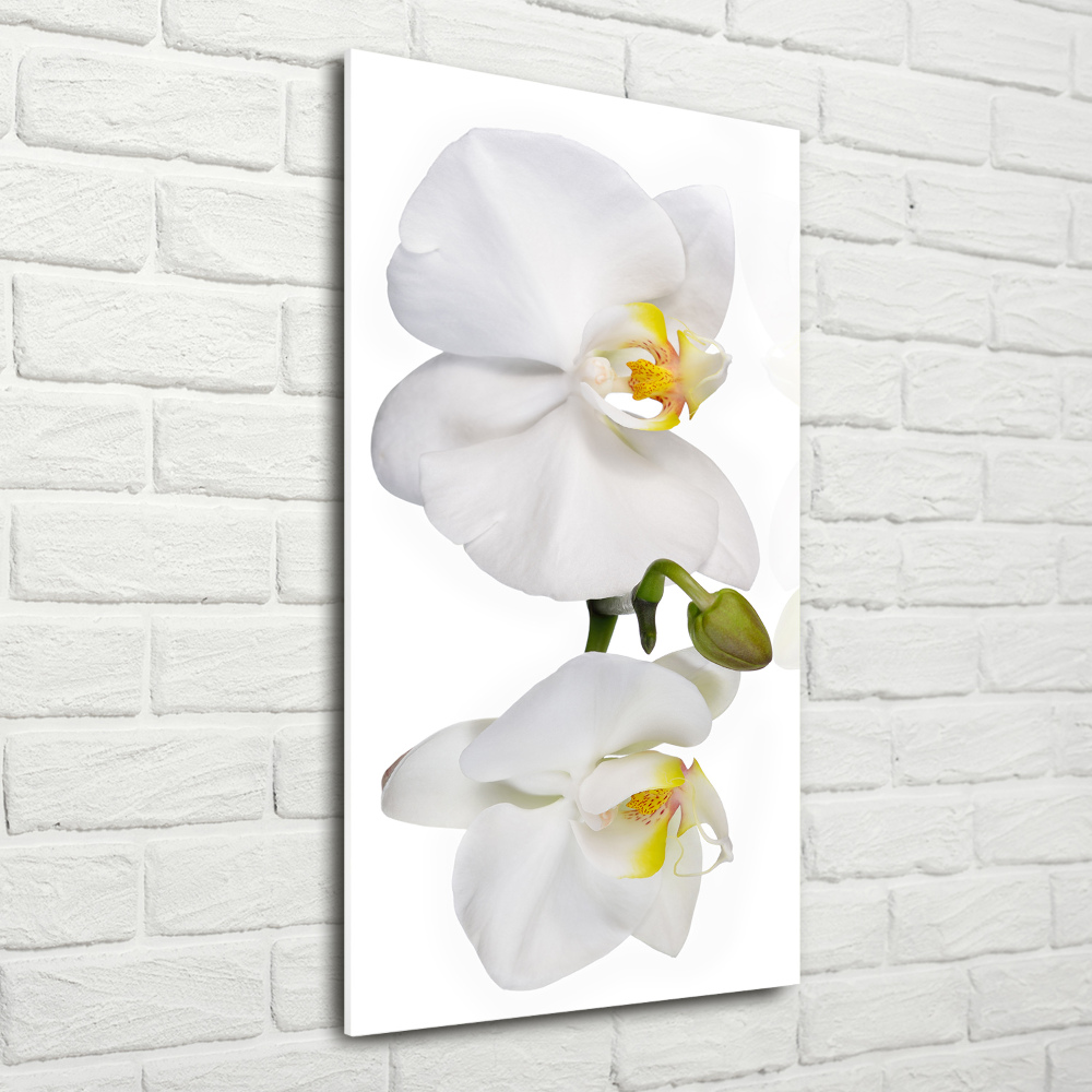 Vertikální Foto obraz fotografie na skle Bílá orchidej