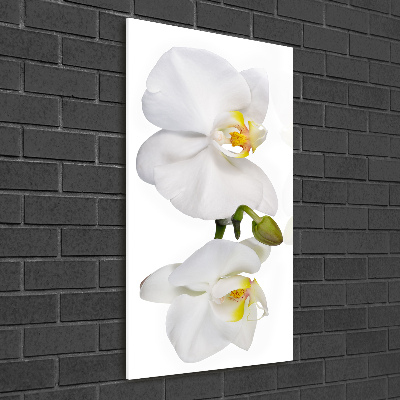 Vertikální Foto obraz fotografie na skle Bílá orchidej