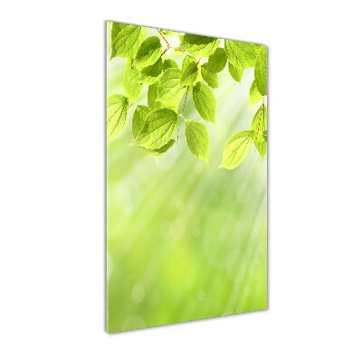 Vertikální Foto obraz fotografie na skle Zelené listy