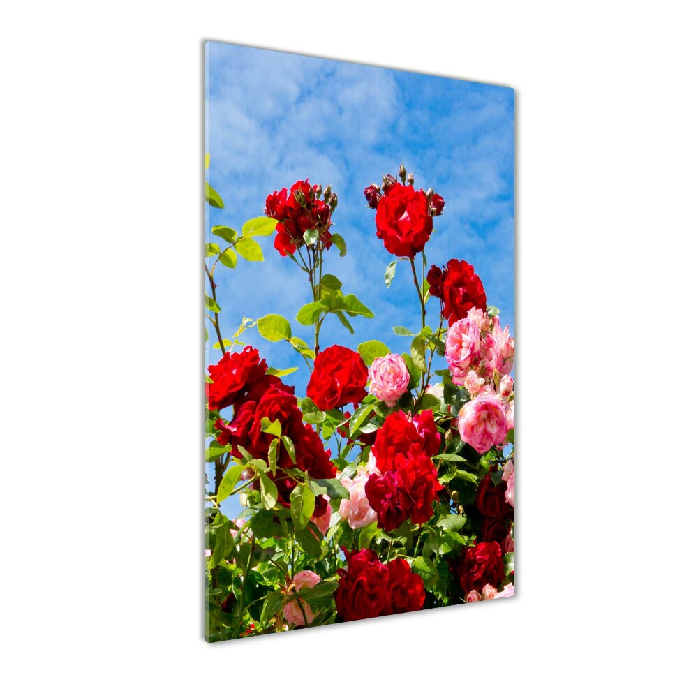 Vertikální Foto obraz sklo tvrzené Divoká růže