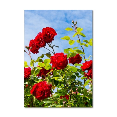 Vertikální Foto obraz sklo tvrzené Divoká růže