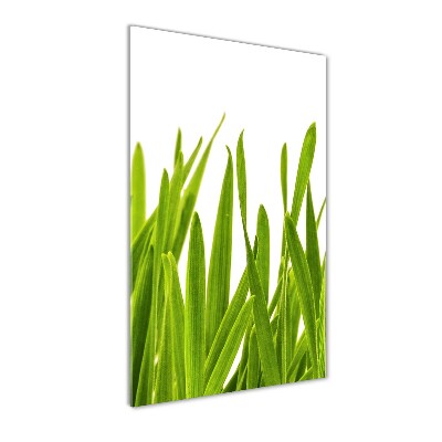 Vertikální Foto obraz sklo tvrzené Zelená tráva