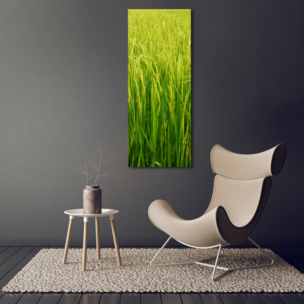 Vertikální Foto obraz fotografie na skle Plantáž rýže