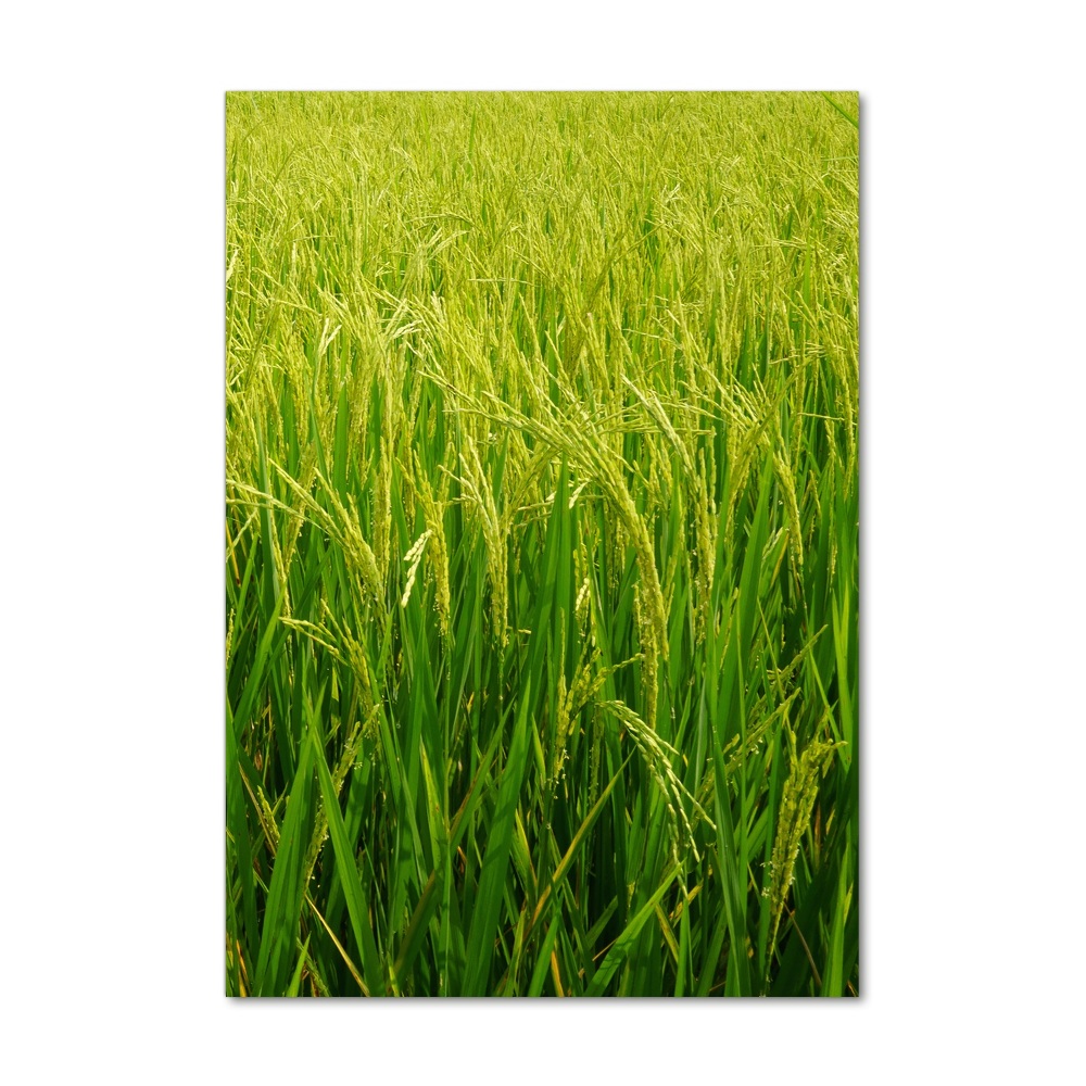 Vertikální Foto obraz fotografie na skle Plantáž rýže