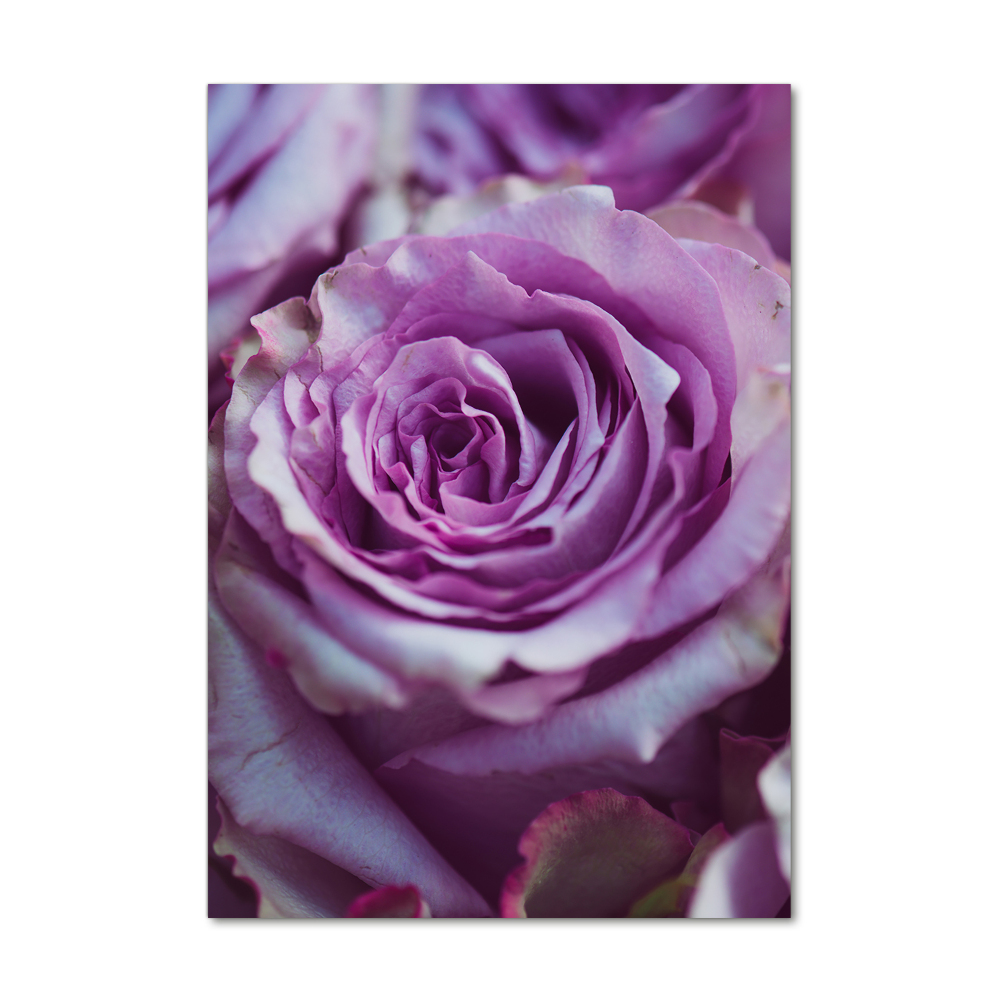 Vertikální Foto obraz fotografie na skle Fialové růže