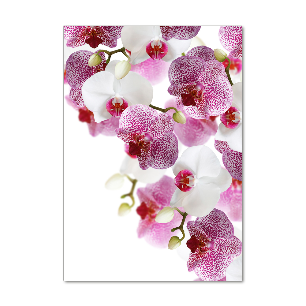Vertikální Foto-obrah sklo tvrzené Orchidej
