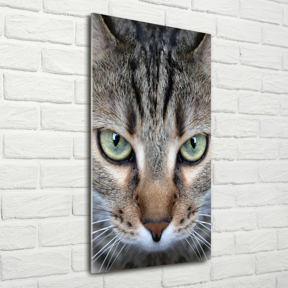 Vertikální Foto obraz sklo tvrzené Oči kočky