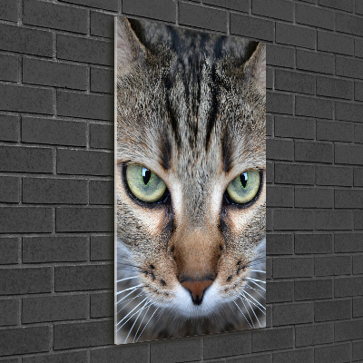 Vertikální Foto obraz sklo tvrzené Oči kočky