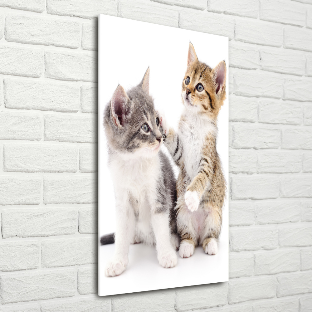 Vertikální Foto obraz sklo tvrzené Dvě malé koťata