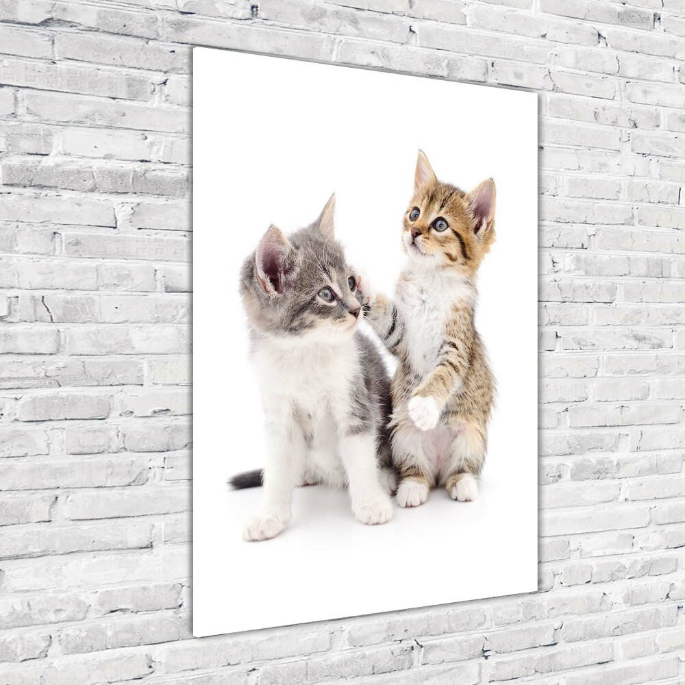 Vertikální Foto obraz sklo tvrzené Dvě malé koťata