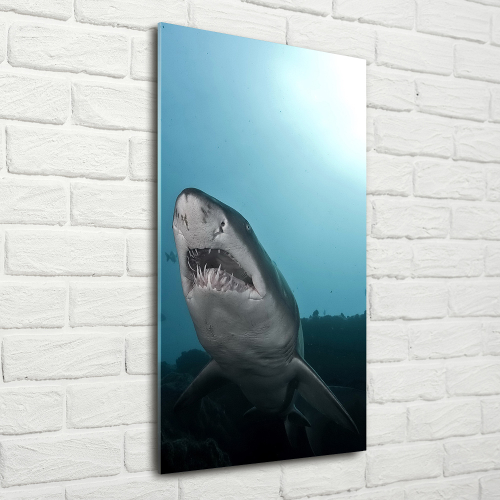 Vertikální Foto obraz sklo tvrzené Velký žralok