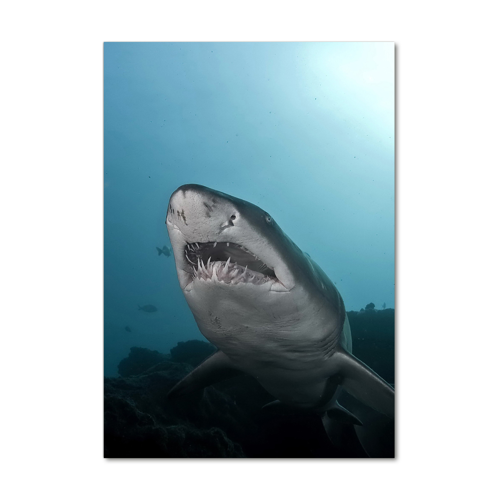 Vertikální Foto obraz sklo tvrzené Velký žralok