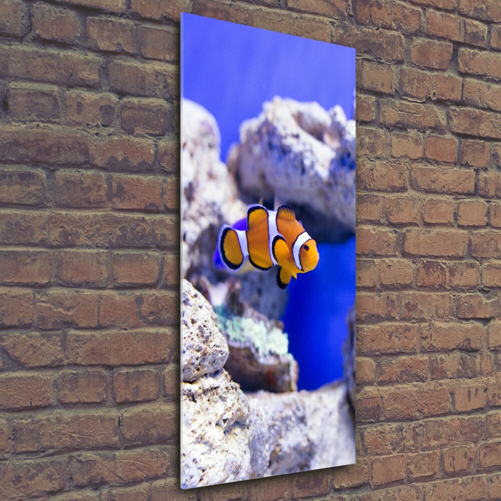 Vertikální Foto obraz sklo tvrzené Ryba Nemo