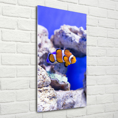 Vertikální Foto obraz sklo tvrzené Ryba Nemo