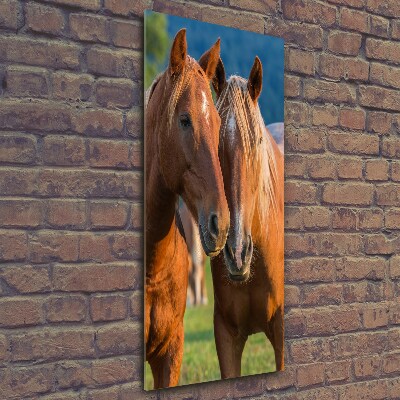 Vertikální Foto obraz sklo tvrzené Koně