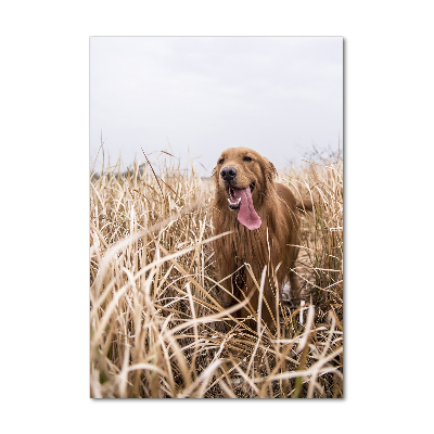 Vertikální Foto obraz skleněný svislý Golden retriever