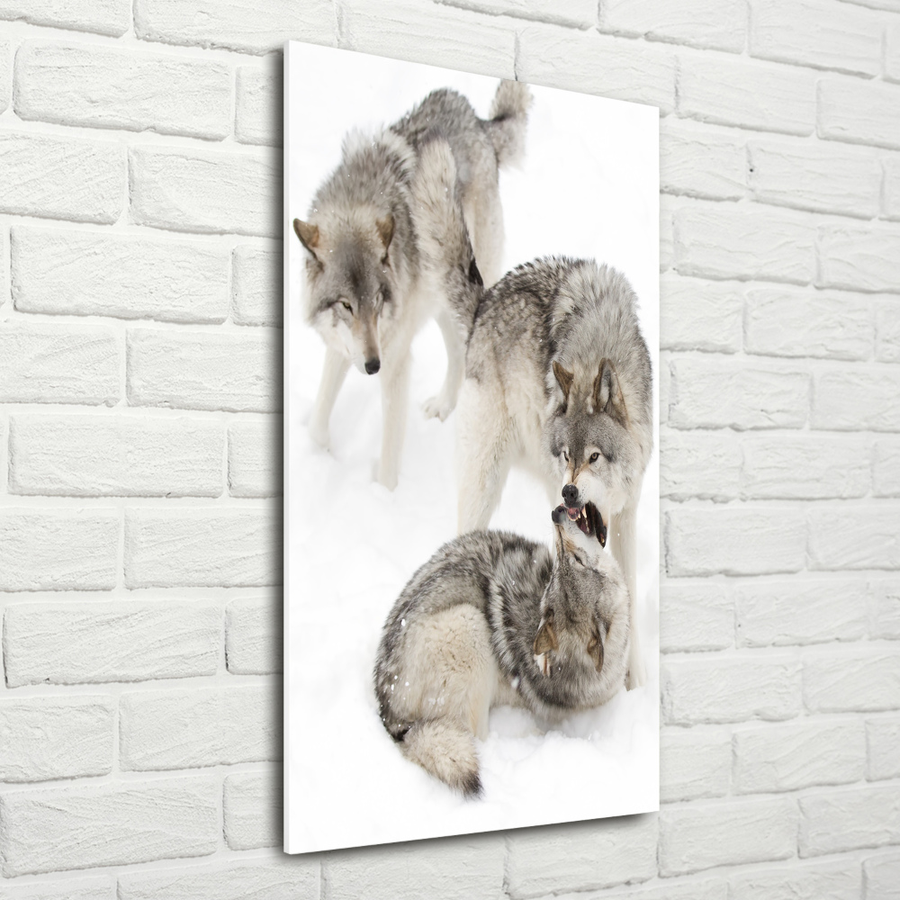 Vertikální Foto obraz sklo tvrzené Šedí vlci