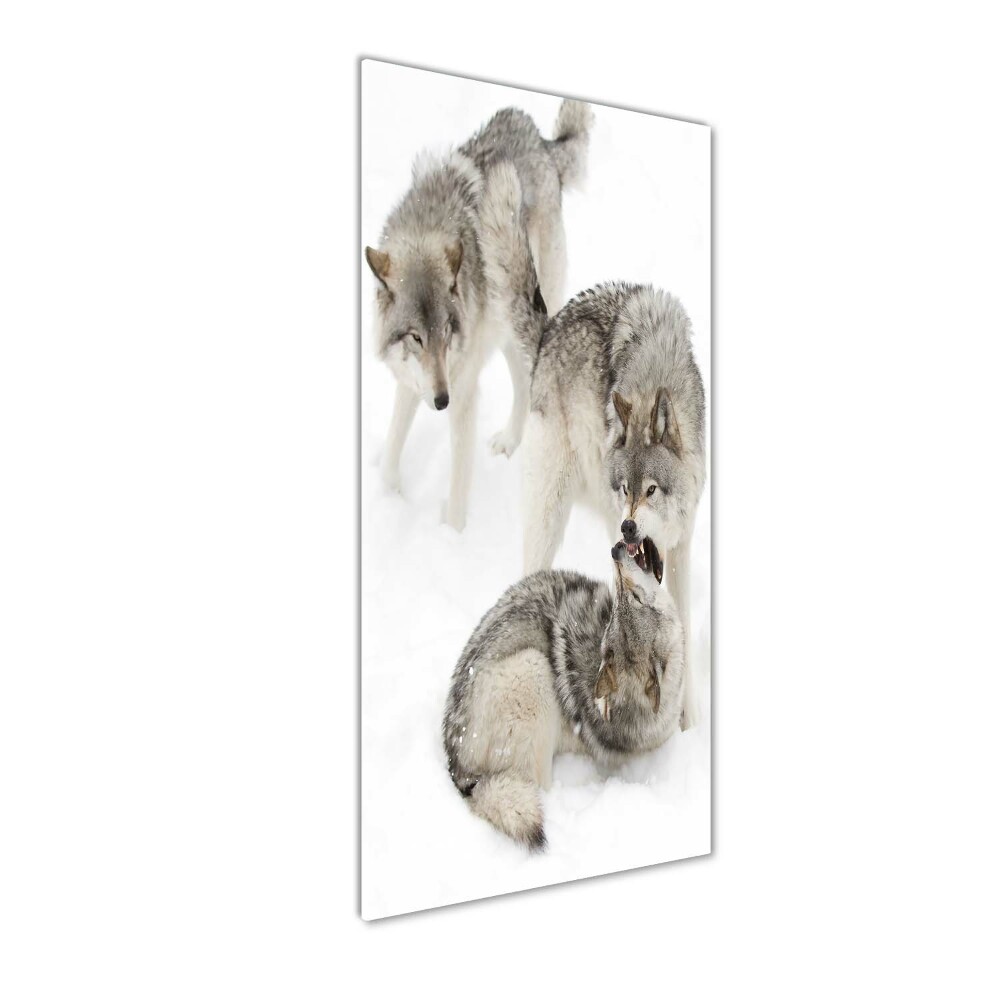 Vertikální Foto obraz sklo tvrzené Šedí vlci