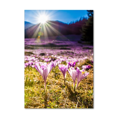 Vertikální Foto obraz skleněný svislý Šafrán v horách