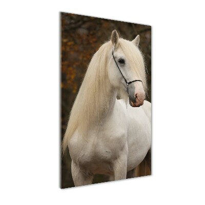 Vertikální Foto obraz sklo tvrzené Bílý kůň