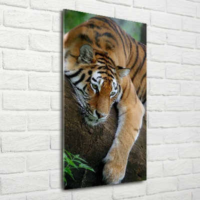 Vertikální Fotoobraz na skle Tygr na stromě