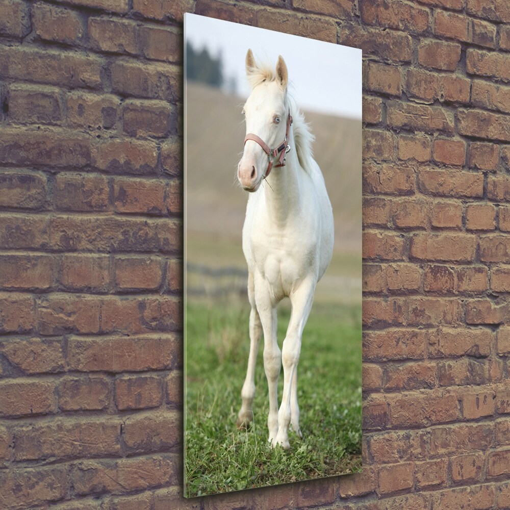 Vertikální Foto obraz sklo tvrzené Kůň albín