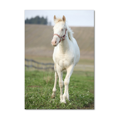 Vertikální Foto obraz sklo tvrzené Kůň albín