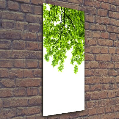 Vertikální Foto obraz sklo tvrzené Koruna stromů