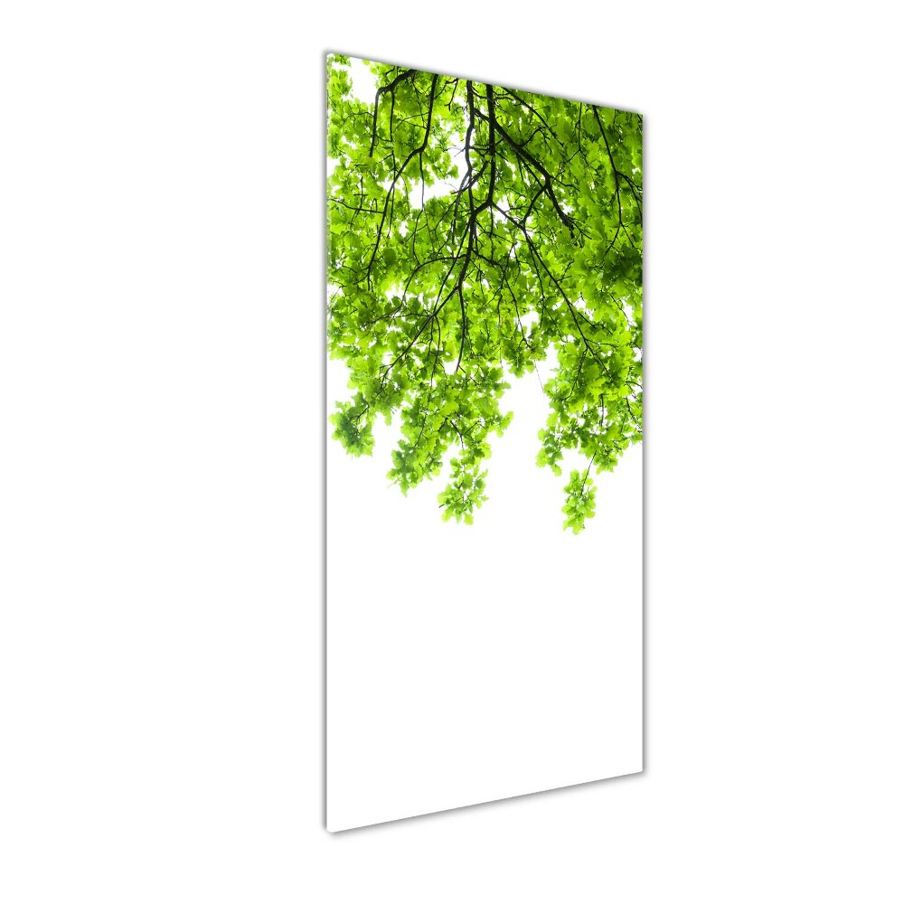 Vertikální Foto obraz sklo tvrzené Koruna stromů