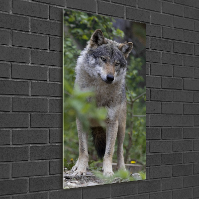 Vertikální Foto obraz sklo tvrzené Vlk v lese