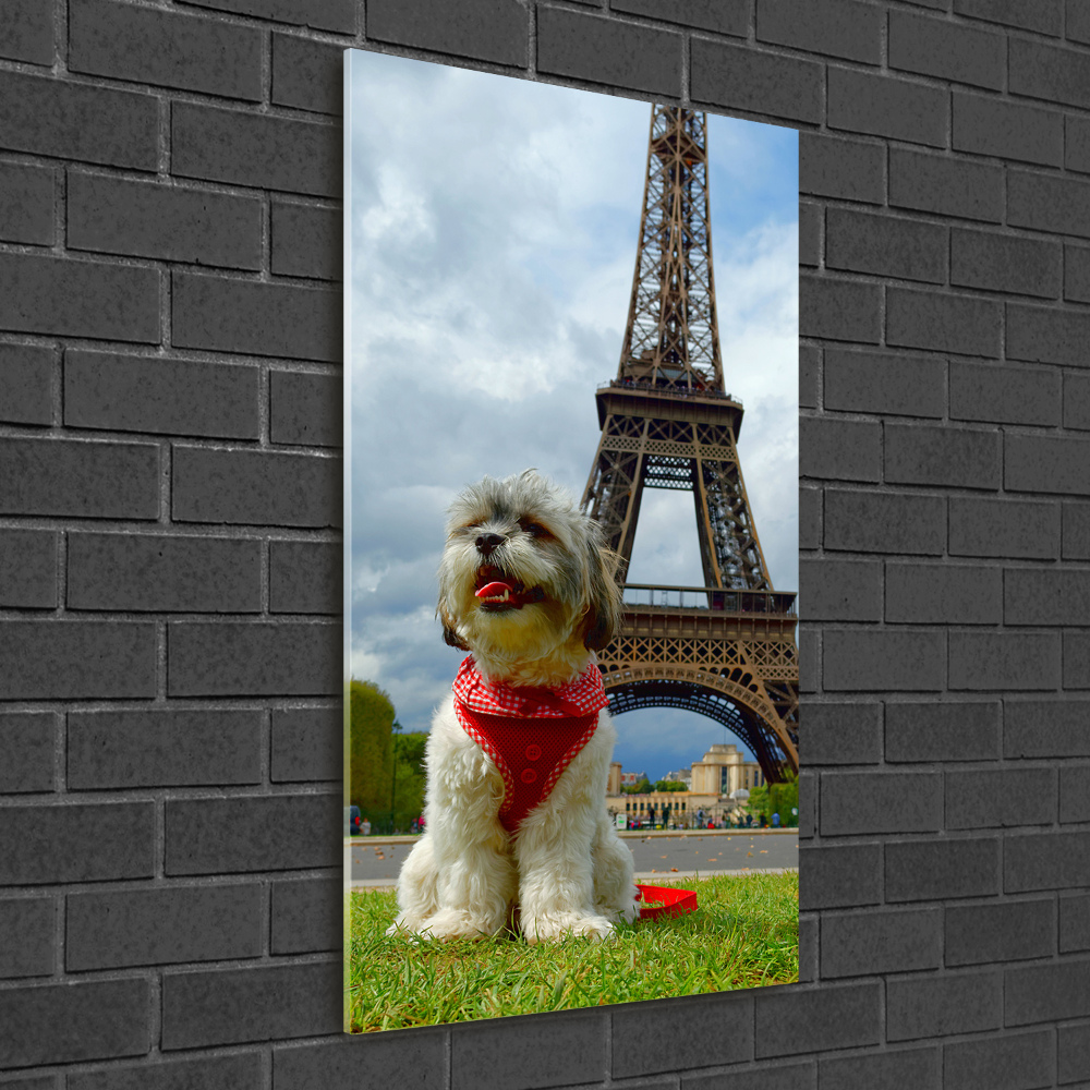 Vertikální Foto obraz sklo tvrzené Pes v Paříži