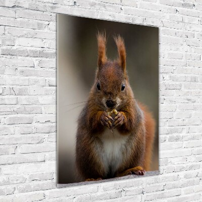 Vertikální Foto obraz sklo tvrzené Veverka