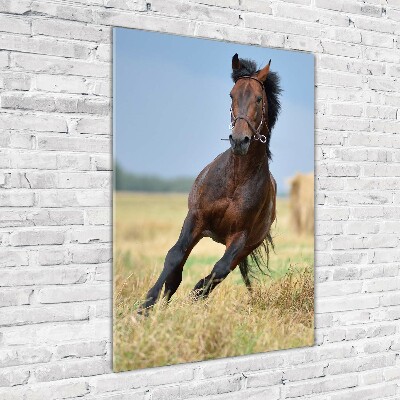 Vertikální Foto obraz sklo tvrzené Kůň na poli
