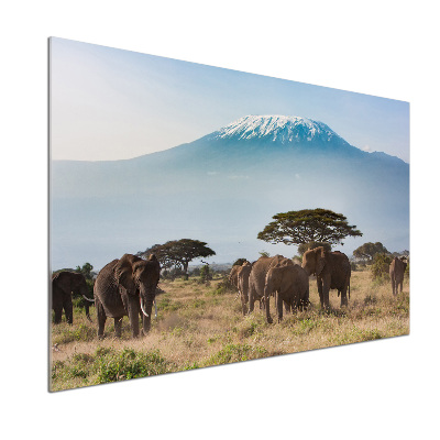 Panel lacobel Sloni Kilimandžaro