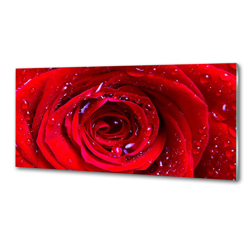 Dekorační panel sklo Květ růže