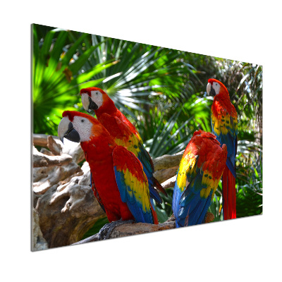 Dekorační panel sklo Papoušci Ara