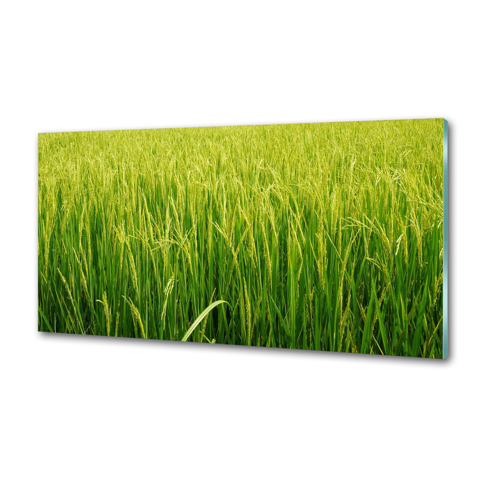 Dekorační panel sklo Rýžové pole