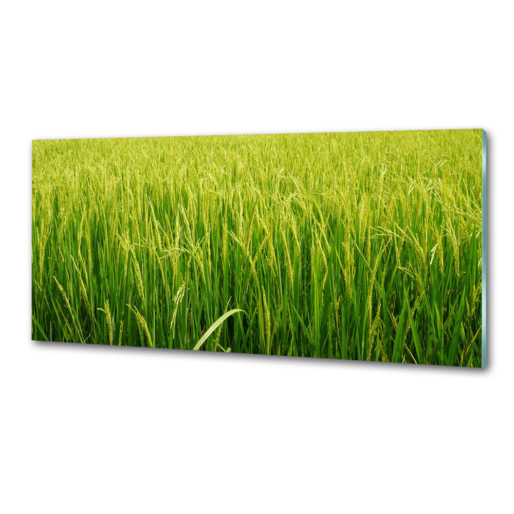Dekorační panel sklo Rýžové pole