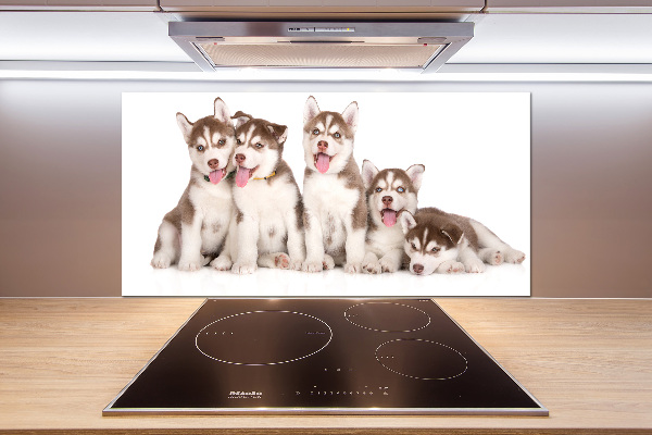 Panel do kuchyně Štěňata Husky